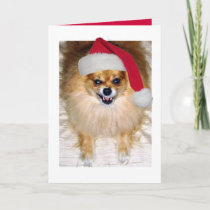 Pomeranian Santa Christmas Card