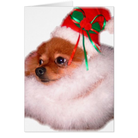 Pomeranian Santa Christmas Card