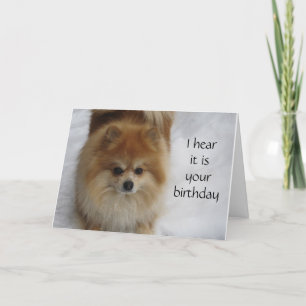 POMERANIAN SAYS NOT **40** EVERY YEAR CELEBRATE CARD