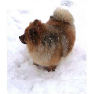 POMERANIAN SCULPTURE MAGNET PHOTO SCULPTURE MAGNET