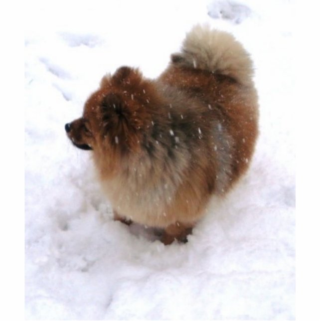 POMERANIAN SCULPTURE MAGNET PHOTO SCULPTURE MAGNET (Front)