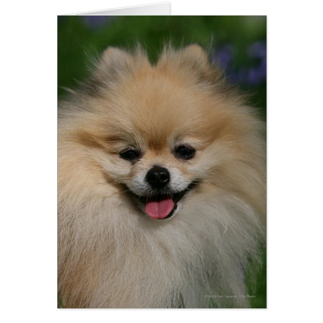 Pomeranian Smiling (Front)