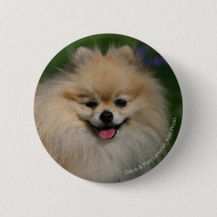 Pomeranian Smiling 6 Cm Round Badge