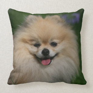 Pomeranian Smiling Cushion