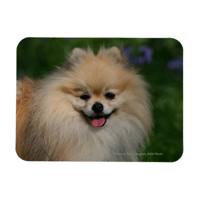 Pomeranian Smiling Magnet (Horizontal)