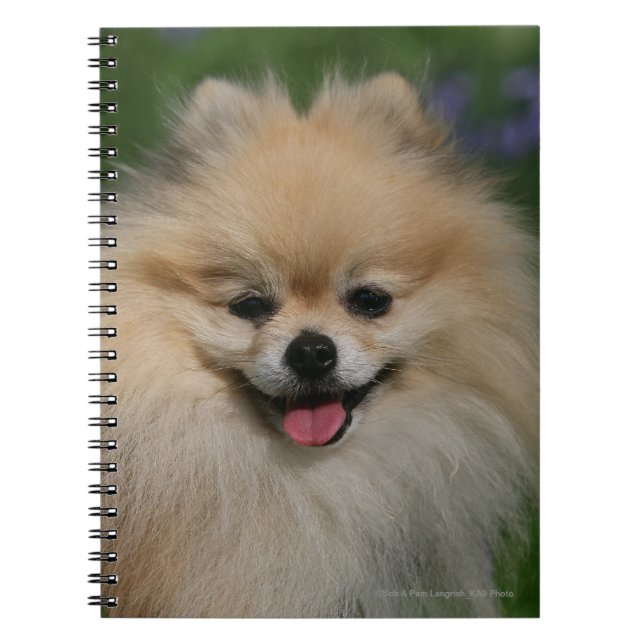 Pomeranian Smiling Notebook (Front)