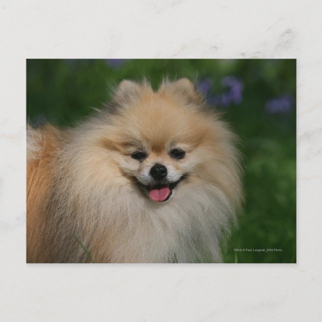 Pomeranian Smiling Postcard (Front)