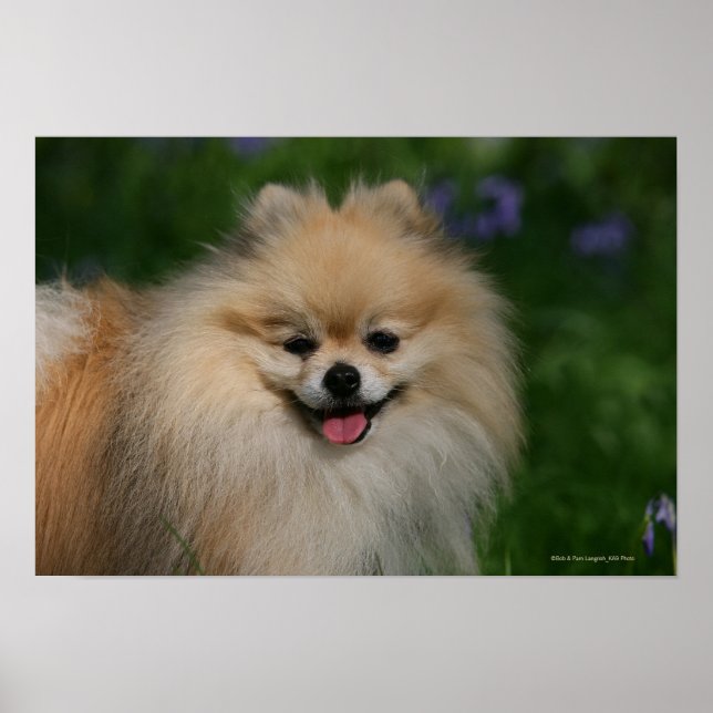 Pomeranian Smiling Poster (Front)