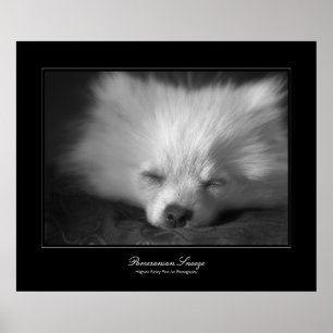 Pomeranian Snooze, Fine Art gallery-style Poster