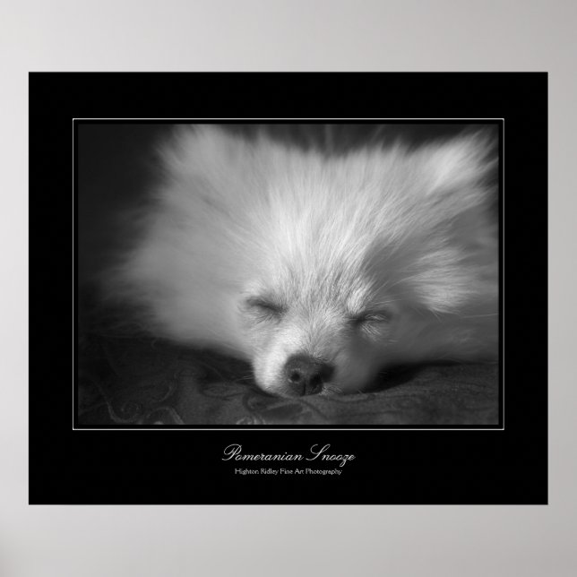 Pomeranian Snooze, Fine Art gallery-style Poster (Front)