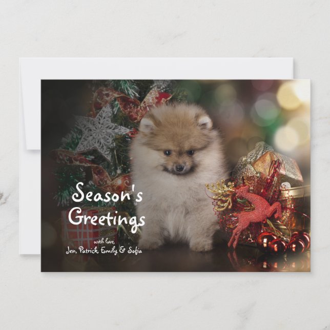 Pomeranian Spitz, Christmas Puppy Holiday Card (Front)