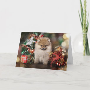 Pomeranian Spitz, Christmas Puppy Holiday Card