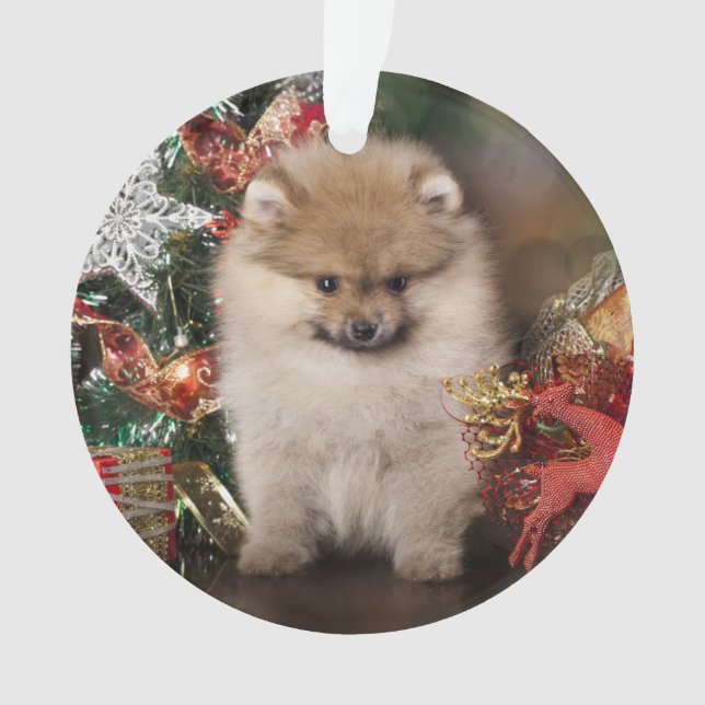 Pomeranian Spitz, Christmas Puppy Ornament (Front)