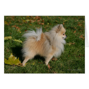 Pomeranian Standing
