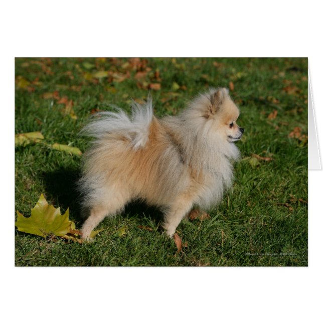 Pomeranian Standing (Front Horizontal)