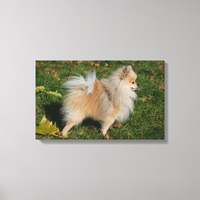 Pomeranian Standing Canvas Print (Front)