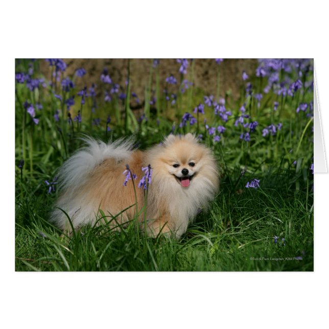 Pomeranian Standing Looking at Camera (Front Horizontal)