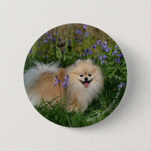 Pomeranian Standing Looking at Camera 6 Cm Round Badge