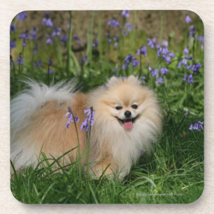 Pomeranian Standing Looking at Camera Coaster