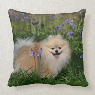Pomeranian Standing Looking at Camera Cushion