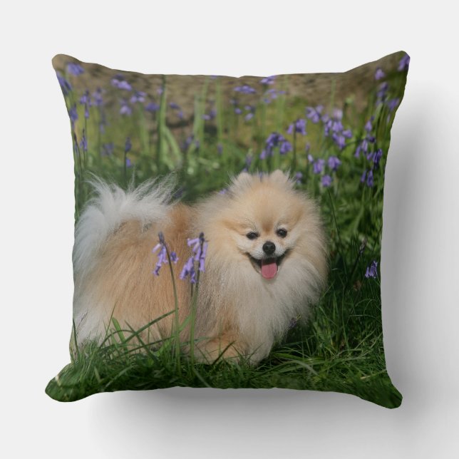 Pomeranian Standing Looking at Camera Cushion (Front)