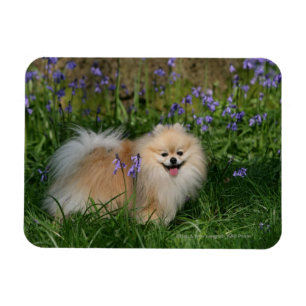 Pomeranian Standing Looking at Camera Magnet