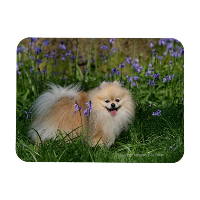 Pomeranian Standing Looking at Camera Magnet (Horizontal)