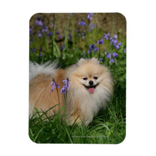 Pomeranian Standing Looking at Camera Magnet