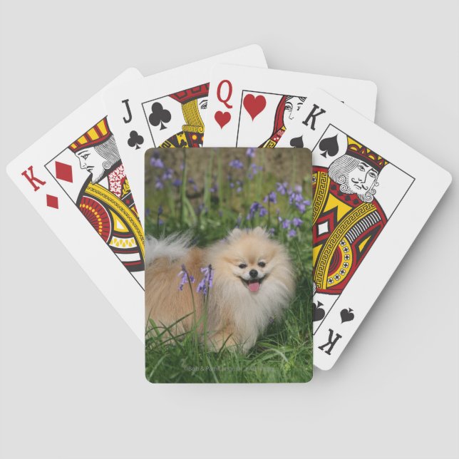 Pomeranian Standing Looking at Camera Playing Cards (Back)