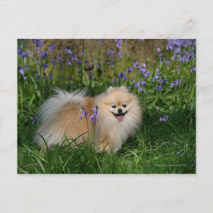 Pomeranian Standing Looking at Camera Postcard