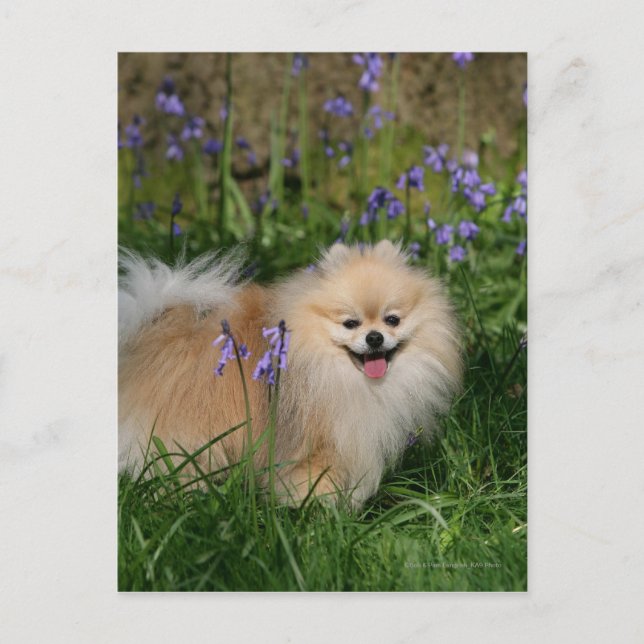 Pomeranian Standing Looking at Camera Postcard (Front)