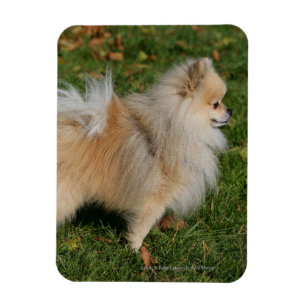 Pomeranian Standing Magnet