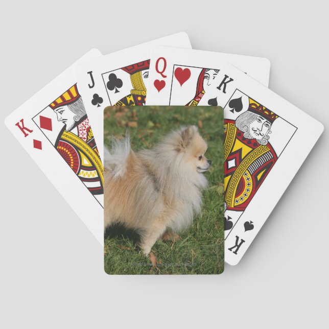 Pomeranian Standing Playing Cards (Back)