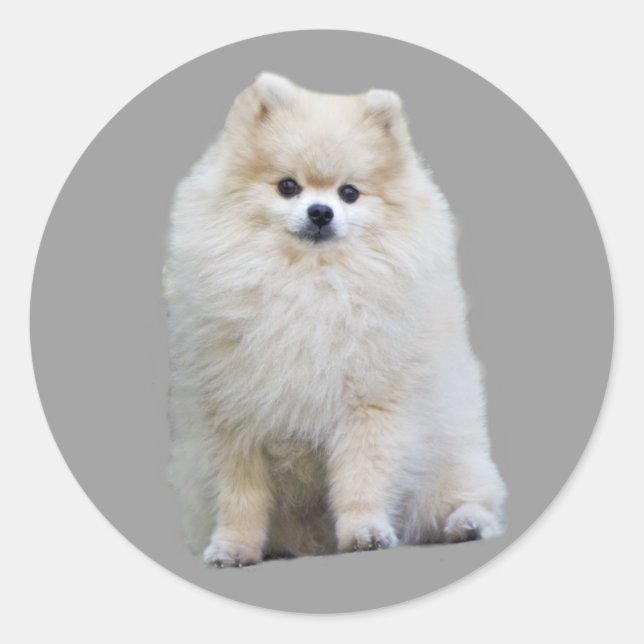 Pomeranian Sticker (Front)