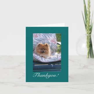 Pomeranian Thank you Note Card