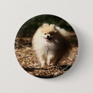 Pomeranian Trotting in the Fallen Leaves 6 Cm Round Badge