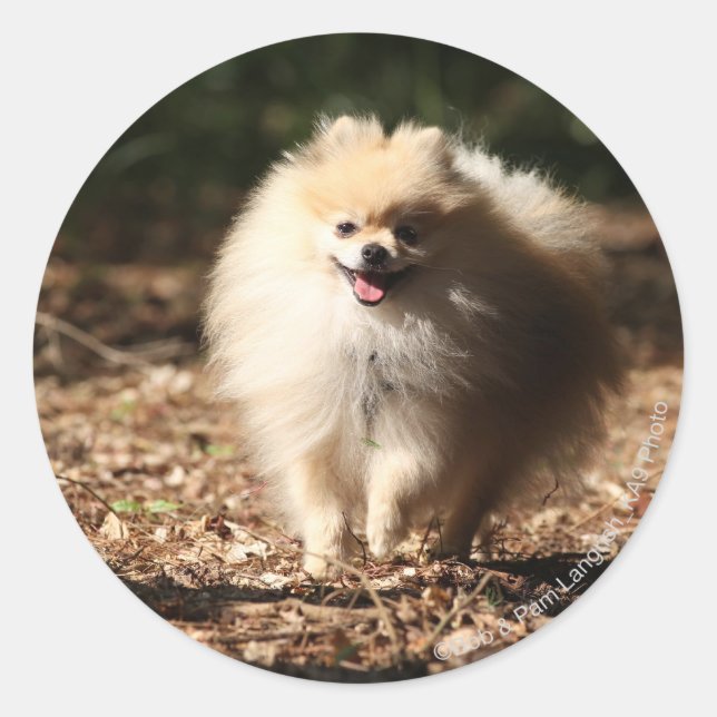 Pomeranian Trotting in the Fallen Leaves Classic Round Sticker (Front)