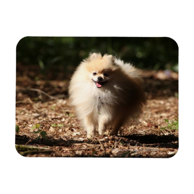 Pomeranian Trotting in the Fallen Leaves Magnet (Horizontal)