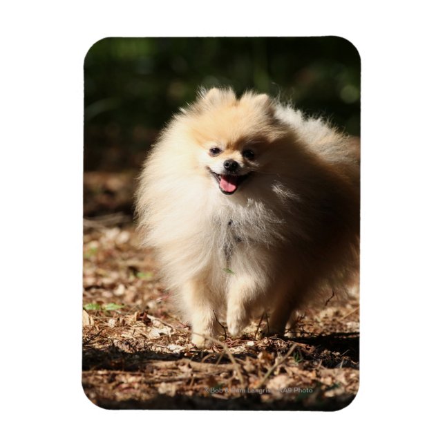Pomeranian Trotting in the Fallen Leaves Magnet (Vertical)