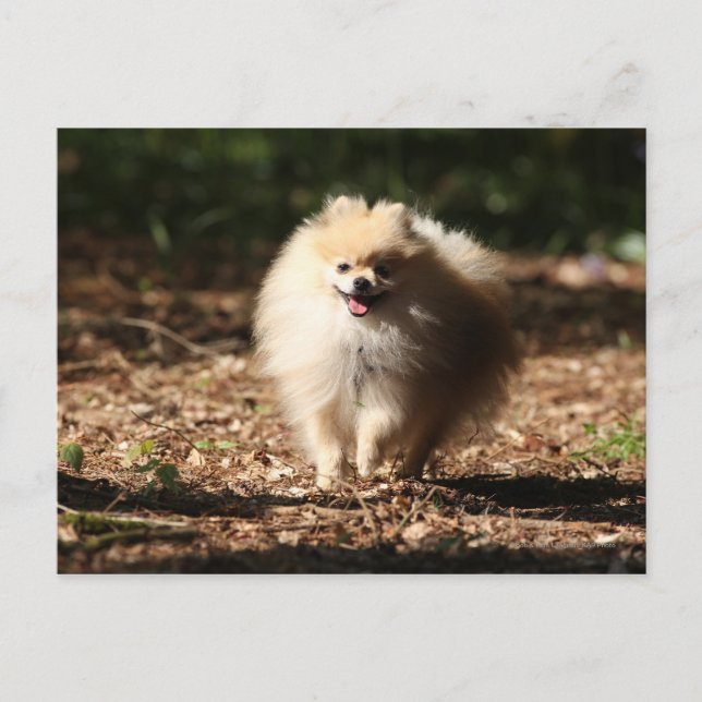 Pomeranian Trotting in the Fallen Leaves Postcard (Front)