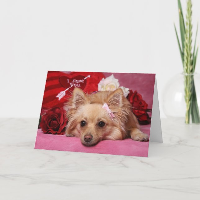 Pomeranian Valentine Card (Front)