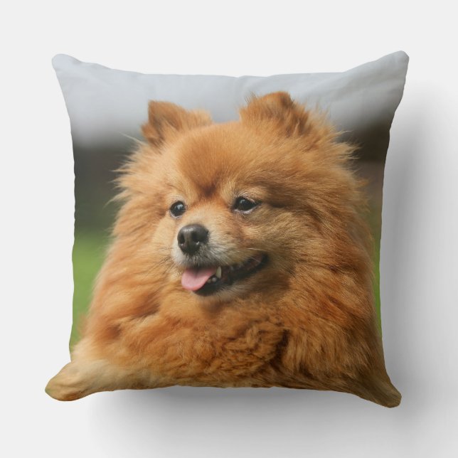 Pomeranian Watching Cushion (Front)