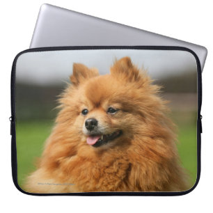 Pomeranian Watching Laptop Sleeve