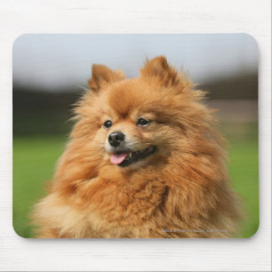 Pomeranian Watching Mouse Mat