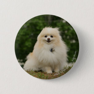 Pomeraning Sitting 6 Cm Round Badge