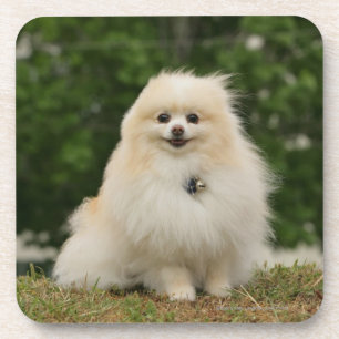 Pomeraning Sitting Coaster