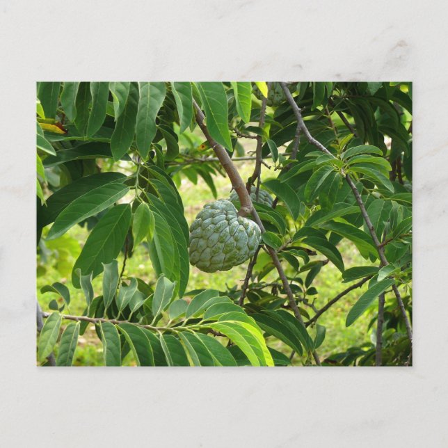 Pomme Cannelle - Martinique, FWI Postcard (Front)