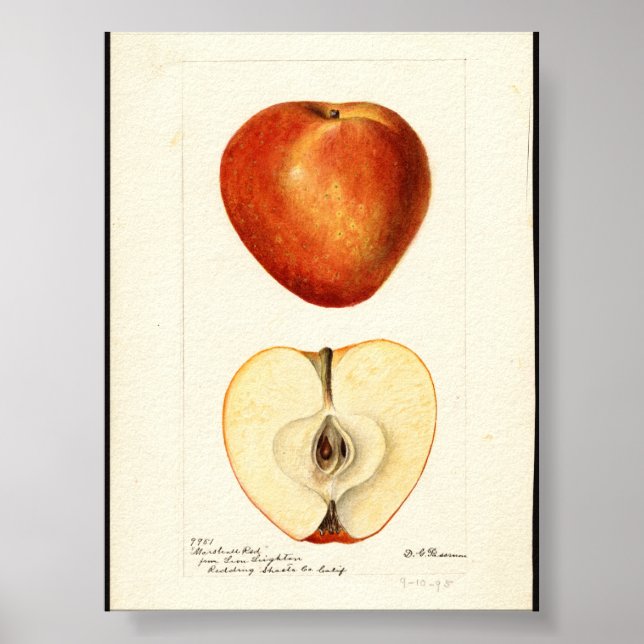 Pomological Watercolor Marshall Red  Poster (Front)