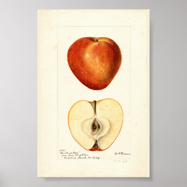 Pomological Watercolor Marshall Red Scrapbook Page Poster (Front)