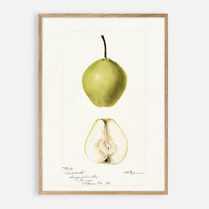 Pomological watercolor pear, vintage fruit poster